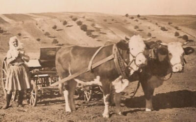 Když pravda nestačí. Dvakrát okradená rodina ze Šardic