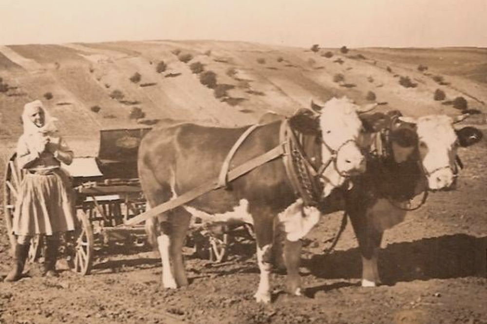 Když pravda nestačí. Dvakrát okradená rodina ze Šardic